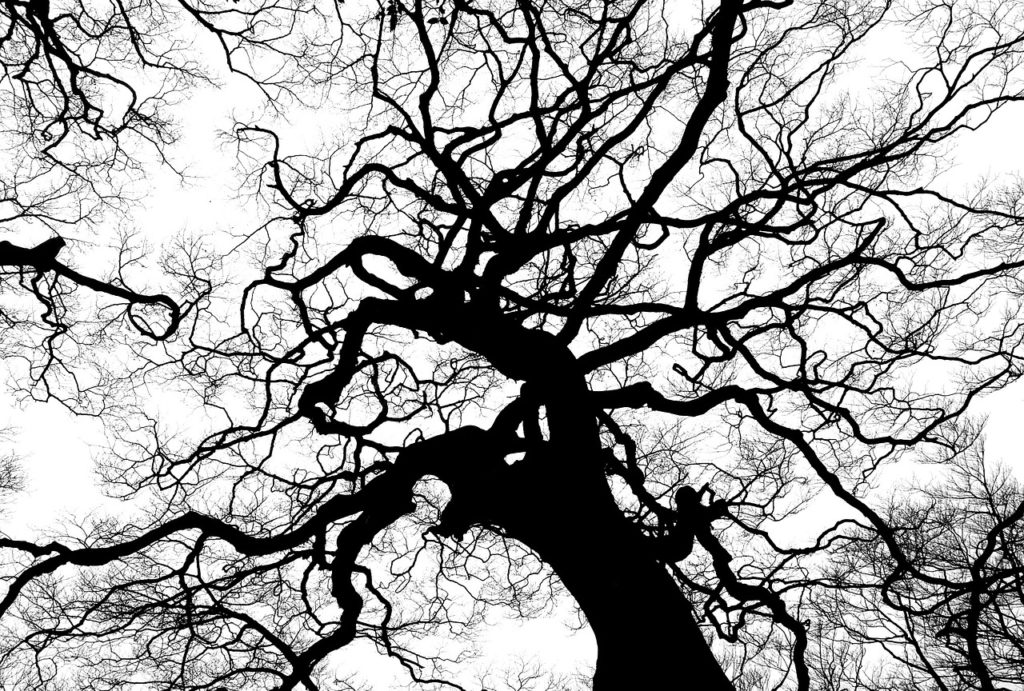 tree, silhouette, branches-894903.jpg